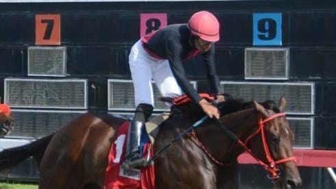 Potros en la pista del Hipódromo Quinto Centenario de San Pedro de Macorís durante una carrera