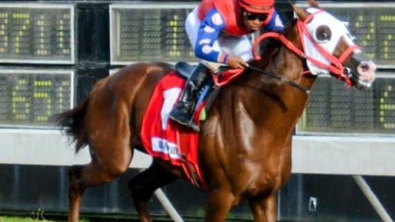 Caballos en la salida de una carrera en el Hipódromo Quinto Centenario en Santo Domingo