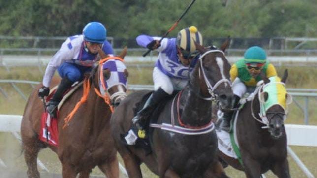 Caballos en el Hipódromo Quinto Centenario durante una jornada de carreras en Santo Domingo